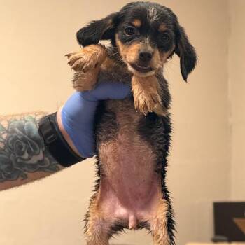 Abigail -  Dachshund and Beagle Dog for Adoption - Abigail | PetCurious