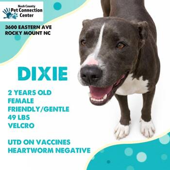 DIXIE  Available NOW - ADOPTION or RESCUE! -  Mixed Breed Dog for Adoption in Nashville, North Carolina - DIXIE  Available NOW - ADOPTION Or RESCUE! | PetCurious