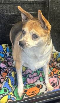 LUCY -  Chihuahua and Beagle Dog for Adoption in Chester, South Carolina - LUCY | PetCurious