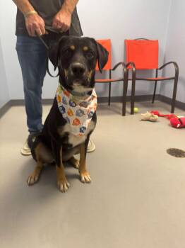 Cannoli -  Terrier Dog for Adoption in Zanesville, Ohio - Cannoli | PetCurious