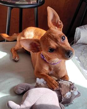 Rescue Chihuahua Dogs for Adoption in Niagara Falls, Ontario - Candy *NEW!* | PetCurious