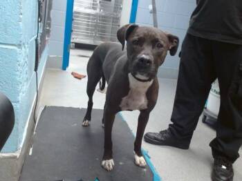 Pit Bull Terrier and Labrador Retriever Dogs Available for Adoption in Albuquerque, New Mexico - BROWNIE | PetCurious