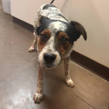 Porthous -  Border Collie and Cattle Dog Dog for Adoption in Flagstaff, Arizona - Porthous | PetCurious