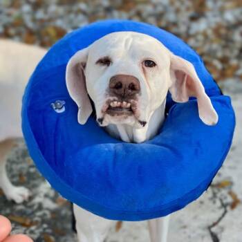 Rescue Hound and Labrador Retriever Dogs for Adoption in Savannah, Georgia - Lulu | PetCurious