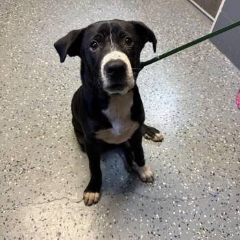 TUSC-Stray-84818 -  Labrador Retriever and Mixed Breed Dog for Adoption in Tuscaloosa, Alabama - TUSC-Stray-84818 | PetCurious