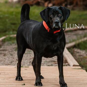 Luna -  Labrador Retriever Dog for Adoption in Oak Ridge, Tennessee - Luna | PetCurious