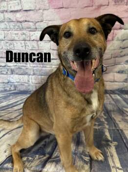 Shepherd Dogs Available for Adoption - Duncan | PetCurious