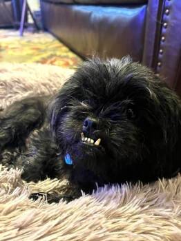 Chloe -  Pekingese Dog for Adoption in Memphis, Tennessee - Chloe | PetCurious