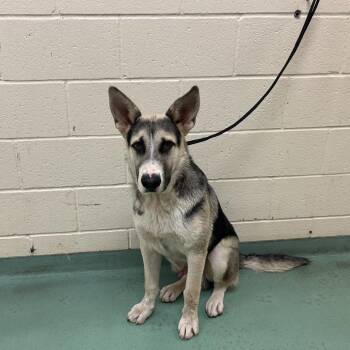 Mixed Breed Dogs Available for Adoption in Memphis, Tennessee - Storm | PetCurious