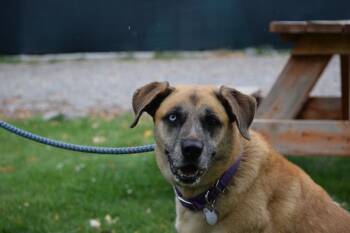 Ella -  Black Mouth Cur and Catahoula Leopard Dog Dog for Adoption in Salmon, Idaho - Ella | PetCurious