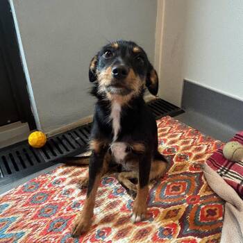 Under Wraps 5373 -  Mixed Breed Dog for Adoption in Loxahatchee Groves, Florida - Under Wraps 5373 | PetCurious