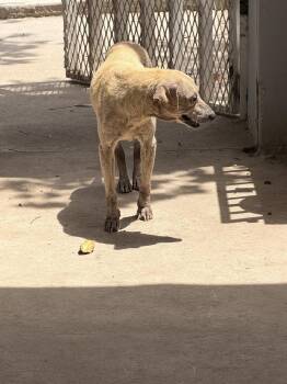 Leia -  Terrier and Labrador Retriever Dog for Adoption in San Diego, California - Leia | PetCurious