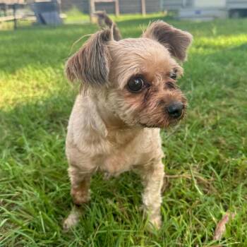 Marley Maxwell -  Yorkshire Terrier Dog for Adoption in Houston, Texas - Marley Maxwell | PetCurious