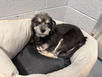 Terrier Dogs Available for Adoption in Kingman, Arizona - Curiage | PetCurious