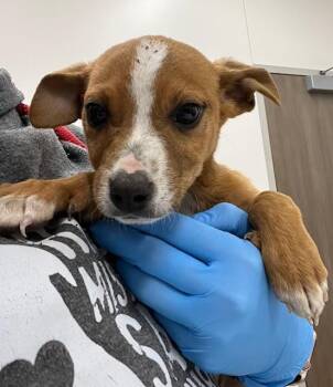 Labrador Retriever Dogs Available for Adoption - ADAMS | PetCurious