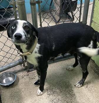 Swirl -  Catahoula Leopard Dog and Australian Shepherd Dog for Adoption in Fort Payne, Alabama - Swirl | PetCurious