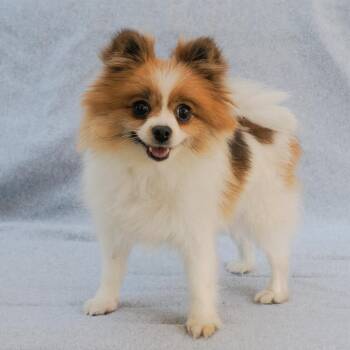 Pomeranian and Mixed Breed Dogs Available for Adoption - REVLON | PetCurious