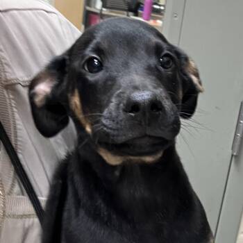 Jordan -  Doberman Pinscher and Mixed Breed Dog for Adoption in Grand Rapids, Michigan - Jordan | PetCurious