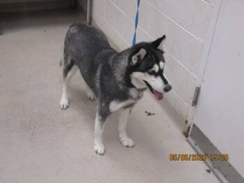 Siberian Husky Dogs Available for Adoption in Marietta, Georgia - Clover (880) | PetCurious