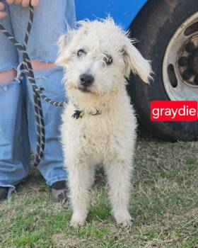 Poodle Dogs Available for Adoption in Fort Worth, Texas - Graydie | PetCurious