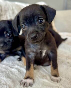 Chihuahua and Mixed Breed Dogs Available for Adoption in Coachella, California - Orion | PetCurious