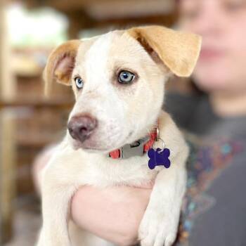 Ariel -  Labrador Retriever and Mixed Breed Dog for Adoption in Boerne, Texas - Ariel | PetCurious