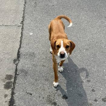 Terrier Dogs Available for Adoption in Woodstock, Ontario - Stormy | PetCurious