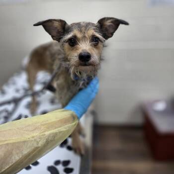 Wirehaired Terrier and Chihuahua Dogs Available for Adoption in Incline Village, Nevada - Osito | PetCurious