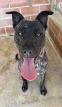 Rescue Terrier and Mixed Breed Dogs for Adoption in San Antonio, Texas - Milk Duds | PetCurious