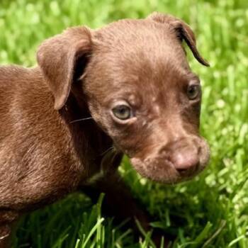 Chihuahua and Labrador Retriever Dogs Available for Adoption in Rollingwood, Texas - Blaire | PetCurious