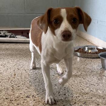 Tinkle 4309 -  Mixed Breed Dog for Adoption in Loxahatchee Groves, Florida - Tinkle 4309 | PetCurious