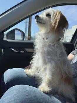 Terrier Dogs Available for Adoption in Rathdrum, Idaho - Katie | PetCurious