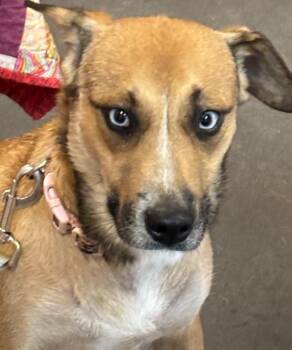 Mixed Breed Dogs Available for Adoption in Elizabethton, Tennessee - SADIE | PetCurious