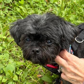 Sweet Pea -  Shih Tzu Dog for Adoption in Tunkhannock, Pennsylvania - Sweet Pea | PetCurious