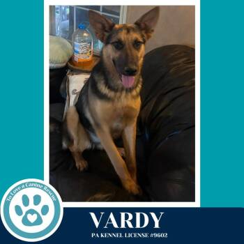 German Shepherd Dog Dogs Available for Adoption in Kimberton, Pennsylvania - Vardy 041826 | PetCurious