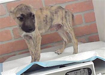 A2098306 -  Staffordshire Bull Terrier and Mixed Breed Dog for Adoption in Houston, Texas - A2098306 | PetCurious