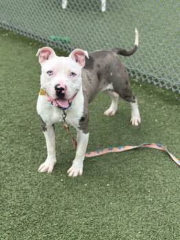 Pit Bull Terrier Dogs Available for Adoption in Cleveland, Ohio - Sherlock | PetCurious
