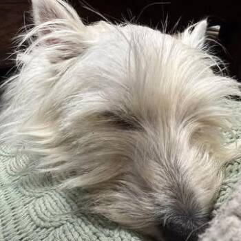 West Highland White Terrier Westie Dogs Available for Adoption - Luna Lovegood | PetCurious