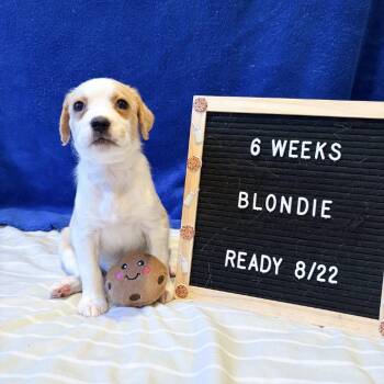 701H (2026) Blondie -  Yellow Labrador Retriever and Mixed Breed Dog for Adoption in Parker, Colorado - 701H (2026) Blondie | PetCurious