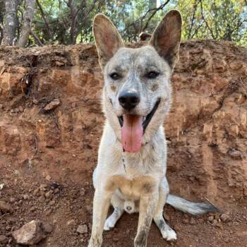 Mixed Breed Dogs Available for Adoption in San Francisco, California - Lantis | PetCurious