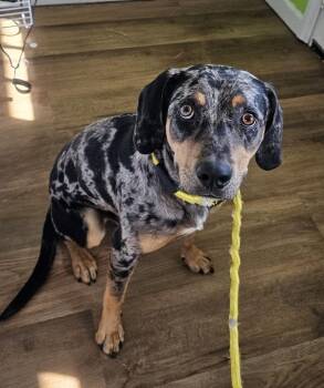 Riggs -  Catahoula Leopard Dog and Hound Dog for Adoption in Cleveland, Tennessee - Riggs | PetCurious