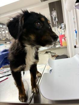 Australian Cattle Dog Blue Heeler Dogs Available for Adoption - Reese | PetCurious