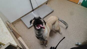 SWEETIE -  Anatolian Shepherd and Mixed Breed Dog for Adoption in Albuquerque, New Mexico - SWEETIE | PetCurious