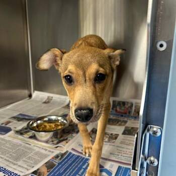 Mixed Breed Dogs Available for Adoption in Knoxville, Tennessee - Jello | PetCurious