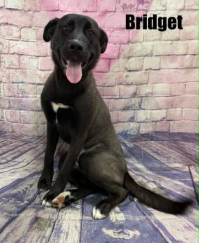 Bridget -  Black Labrador Retriever Dog for Adoption in Quincy, Michigan - Bridget | PetCurious