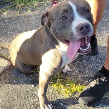 Rescue Pit Bull Terrier Dogs for Adoption in Farmersville, Ohio - Brutus | PetCurious