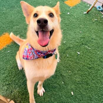 Lily H -  Shiba Inu and Carolina Dog Dog for Adoption in New Orleans, Louisiana - Lily H | PetCurious
