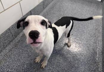 Mixed Breed Dogs Available for Adoption in Charlotte, North Carolina - PICKLES | PetCurious