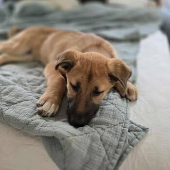 Rescue German Shepherd Dog and Belgian Shepherd Malinois Dogs for Adoption in Warren, Rhode Island - Eragon | PetCurious