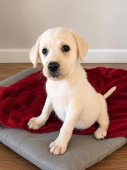 Harmony -  Labrador Retriever Dog for Adoption in Malvern, Pennsylvania - Harmony | PetCurious
